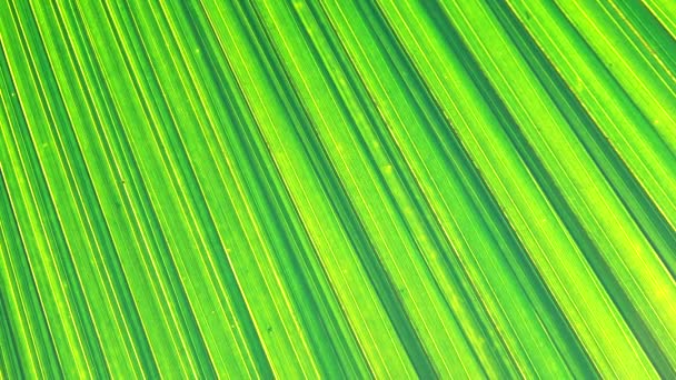 Textura Fondo Hoja Plam Verde — Vídeo de stock