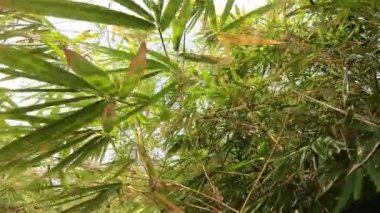 4k bambu orman doğa arka plan