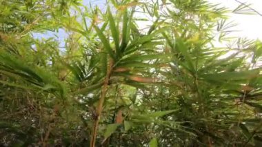 4k bambu orman doğa arka plan