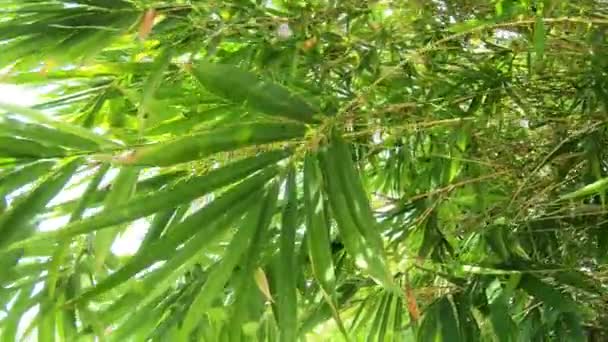 Bambu Floresta Natureza Fundo — Vídeo de Stock