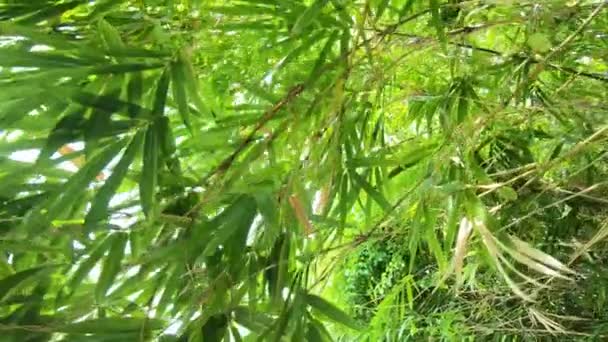 Bamboo Las Natura Tło — Wideo stockowe