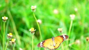HD 1080p Süper yavaş Tayland Kelebeği Çayırda Çiçeklerde Böcek Doğa