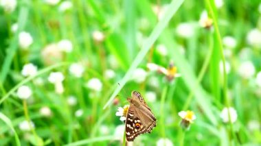 HD 1080p Süper yavaş Tayland Kelebeği Çayırda Çiçeklerde Böcek Doğa