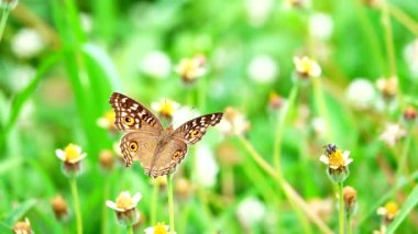 Hd 1080p süper yavaş Dragonfly mera çiçeklerböcek açık doğa