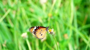 HD 1080p Süper yavaş Tayland Kelebeği Çayırda Çiçeklerde Böcek Doğa