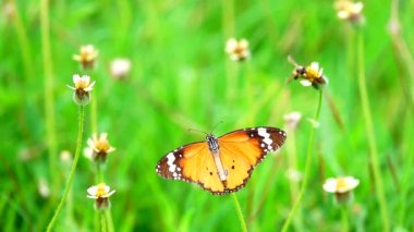 HD 1080p Süper yavaş Tayland Kelebeği Çayırda Çiçeklerde Böcek Doğa