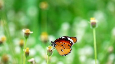 HD 1080p Süper yavaş Tayland Kelebeği Çayırda Çiçeklerde Böcek Doğa