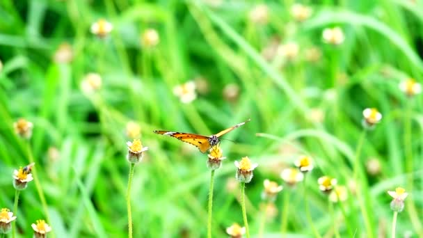 1080P Super Powolny Tajski Motyl Pastwiskach Kwiaty Owady Zewnątrz Natura — Wideo stockowe