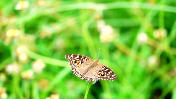 1080P Super Langsam Thai Schmetterling Auf Der Weide Blumen Insekt — Stockvideo