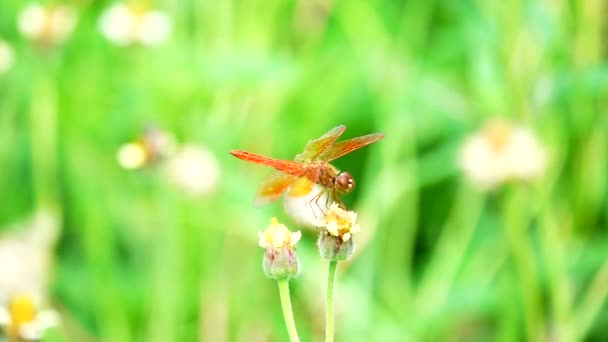 1080P Super Langsame Libelle Auf Der Weide Blumen Insekt Natur — Stockvideo