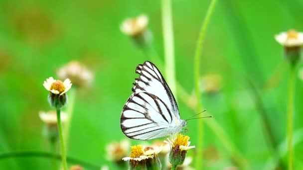 HD 1080p super langsam Thai-Schmetterling auf der Weide Blumen Insekt Natur im Freien