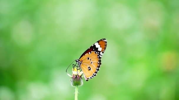 1080P Super Slow Thai Butterfly Pasture Flowers Насекомые Наружная Природа — стоковое видео