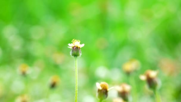 Beautiful Cadillo Shisada Flowers Field Nature Background Meadow Flower Field — Stock Video