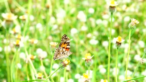 Thai Lime Butterfly Vacker Fjäril Äng Blommor Natur Utomhus — Stockvideo