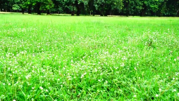 Weide Bloem Veld Zomer Buiten Mooie Natuur Achtergrond — Stockvideo