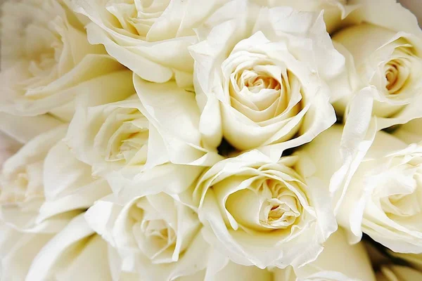 Schöne Weiße Rosen Lieben Tag Hochzeit Weiße Rosen Blumen Hintergrund — Stockfoto