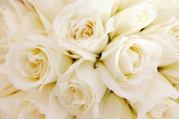 Schöne Weiße Rosen Lieben Tag Hochzeit Weiße Rosen Blumen Hintergrund — Stockfoto