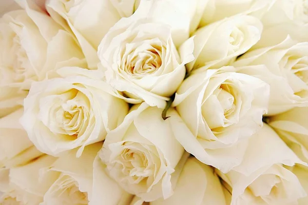 Schöne Weiße Rosen Lieben Tag Hochzeit Weiße Rosen Blumen Hintergrund — Stockfoto