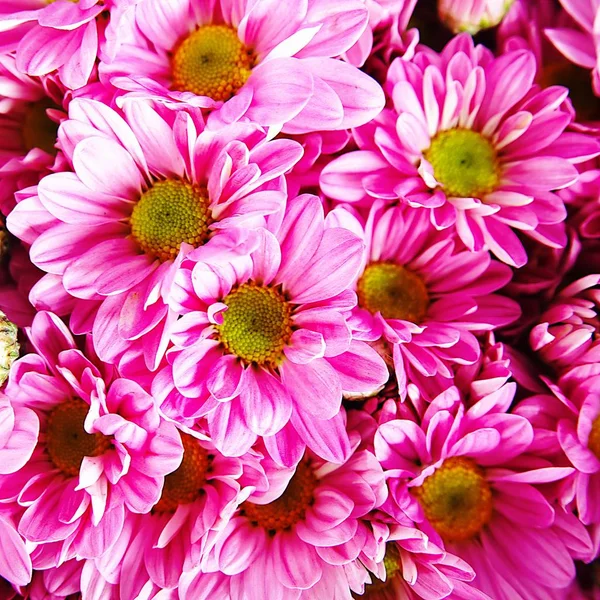 Chrysanthemen Hintergrund Blumen Nahaufnahme Textur Der Zarten Rose Solides Feld — Stockfoto