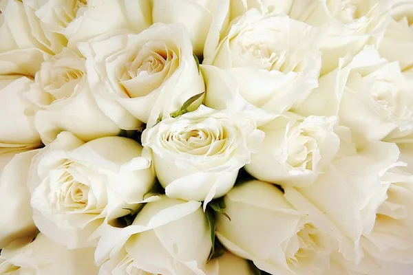 Beautiful White Roses Love Day Wedding Day White Roses Floral Stock Photo