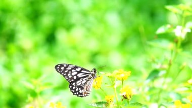 HD 1080p Süper yavaş Tayland Kelebeği Çayırda Çiçeklerde Böcek Doğa