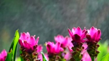 Hd 1080p süper yavaş pembe krachiew çiçekler doğada spay su backgound