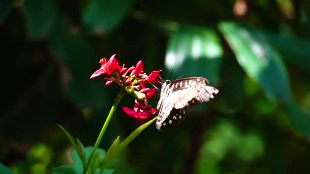 1080P Super Lento Mariposa Tailandesa Flores Pasto Insectos Naturaleza Aire — Vídeo de stock