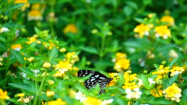 1080P Super Powolny Tajski Motyl Pastwiskach Kwiaty Owady Zewnątrz Natura — Wideo stockowe