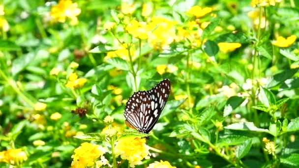 1080P Super Powolny Tajski Motyl Pastwiskach Kwiaty Owady Zewnątrz Natura — Wideo stockowe