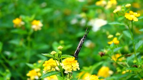 1080P Farfalla Tailandese Super Lenta Nei Fiori Pascolo Insetto Natura — Video Stock