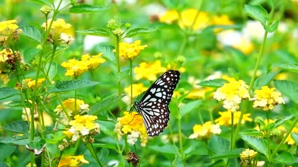 1080P Farfalla Tailandese Super Lenta Nei Fiori Pascolo Insetto Natura — Video Stock