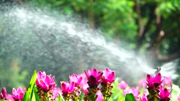 1080P Super Traag Roze Krachiew Bloemen Natuur Spay Water Achtergrond — Stockvideo