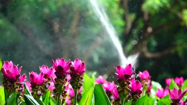 1080P Super Lento Rosa Krachiew Fiori Natura Spruzzare Acqua Backgound — Video Stock