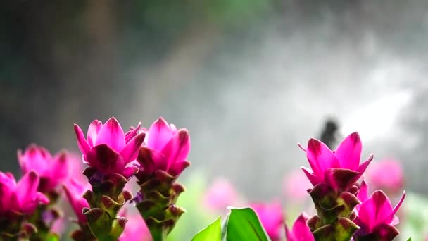 1080P Super Traag Roze Krachiew Bloemen Natuur Spay Water Achtergrond — Stockvideo