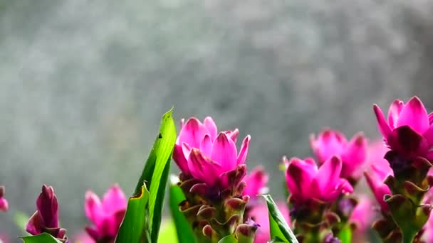 1080P Εξαιρετικά Αργή Ροζ Krachiew Λουλούδια Στη Φύση Spay Νερό — Αρχείο Βίντεο
