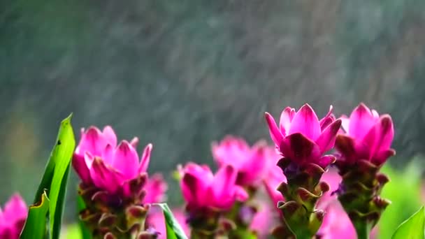 1080P Super Lento Flores Color Rosa Krachiew Naturaleza Esterilizar Fondo — Vídeo de stock