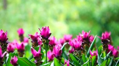 Hd 1080p süper yavaş pembe krachiew çiçekler doğada spay su backgound