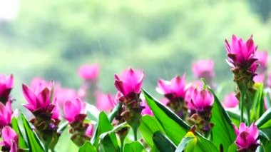 Doğada 4k pembe krachiew çiçekler spay su backgound