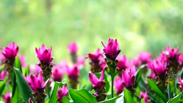 1080P Super Lento Rosa Krachiew Flores Natureza Spay Água Backgound — Vídeo de Stock