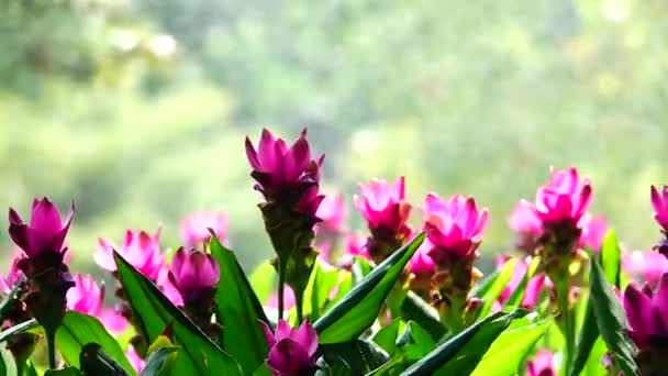 1080P Super Lento Flores Color Rosa Krachiew Naturaleza Esterilizar Fondo — Vídeos de Stock