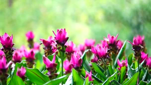 1080P Super Lento Flores Color Rosa Krachiew Naturaleza Esterilizar Fondo — Vídeos de Stock