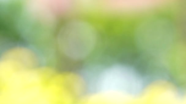 Natuur Groen Roze Bokeh Achtergrond Groen Bokeh Groene Bokeh Abstract — Stockvideo