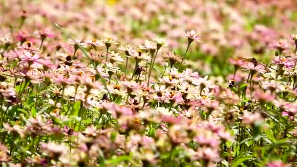 1080P Εξαιρετικά Αργή Κοινή Zinnia Κομψό Zinnia Όμορφα Στον Κήπο — Αρχείο Βίντεο