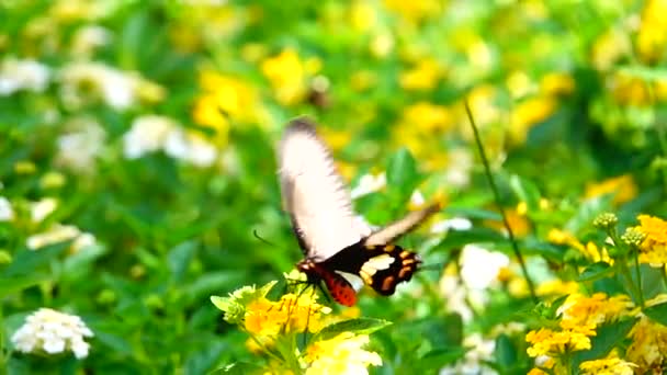 1080P Szuper Lassú Thai Pillangó Legelő Virágok Rovar Szabadban Természet — Stock videók