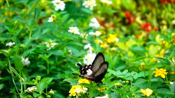 1080P Super Lento Mariposa Tailandesa Flores Pasto Insectos Naturaleza Aire — Vídeo de stock