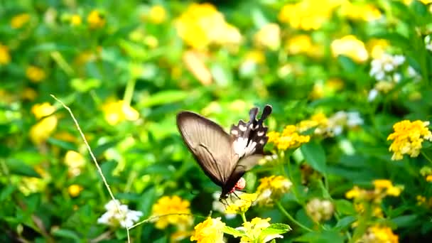 1080P Super Powolny Tajski Motyl Pastwiskach Kwiaty Owady Zewnątrz Natura — Wideo stockowe