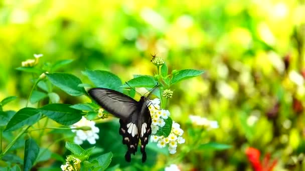 1080P Farfalla Tailandese Super Lenta Nei Fiori Pascolo Insetto Natura — Video Stock