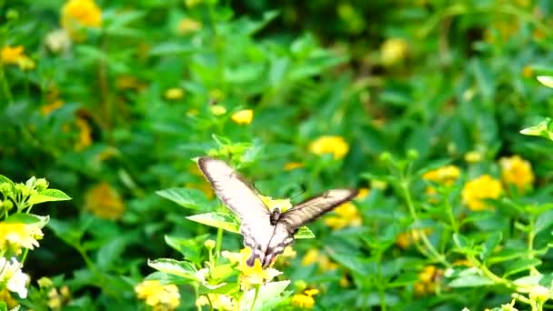1080P Super Powolny Tajski Motyl Pastwiskach Kwiaty Owady Zewnątrz Natura — Wideo stockowe