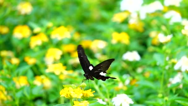 1080P Super Lent Papillon Thaïlandais Dans Les Fleurs Pâturage Insecte — Video