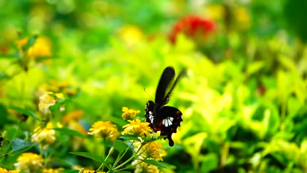 1080P Farfalla Tailandese Super Lenta Nei Fiori Pascolo Insetto Natura — Video Stock